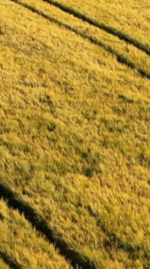 Olgunlaşan buğday tarlasının bu genel çekiminde şaşırtıcı doku ve renk.