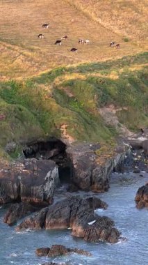 Video, dramatik bir sahil manzarasının üzerindeki pastoral bir sahneyi tasvir ediyor. İnekler çimenli bir alanda görünür..