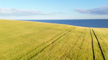 Denize bakan olgun buğday tarlasının çarpıcı drone görüntüleri. Bu nefes kesici manzara videosuyla doğanın güzelliğini yakalayın..