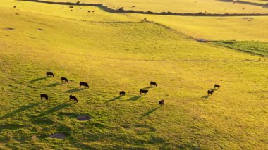 Batan güneşin altın ışınları manzarayı aydınlatırken canlı yeşil otlar üzerinde otlayan sığırlarla dolu huzurlu bir çayır. Sahne doğal güzellik ve sükuneti yakalar..