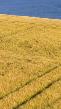 Kara ve Deniz 'in Uyumu. Altın bir sahanın düzenli sıraları, denge ve huzuru sembolize eden mavi denizin aralıksız genişliğiyle buluşur..