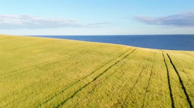 Nefes kesici kıyı manzarası. Esintideki altın buğday dalgaları, sakin okyanusun genişliğiyle çelişiyordu. Doğa belgeselleri için ideal.