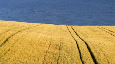 Huzurlu Kıyı Manzarası. Kıyı manzarasının güzelliği. Altın arpa tarlası, okyanusun serin mavisine sıcak bir zıtlık sağlar. Görsel olarak çekici ve huzurlu bir manzara yaratır..