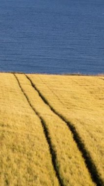 Tarım sükuneti. Sakin kıyı şeridini çevreleyen altın bir arpa tarlasının nefes kesici manzarası. Video barış, sükunet ve doğanın cömertliği için ideal..