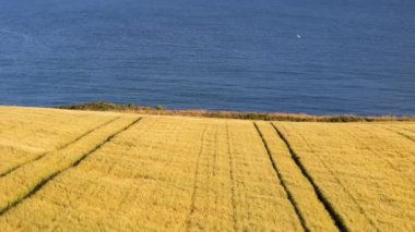 Oceanside Arpa Tarlası. Olgun bir arpa tarlasının canlı görüntüsü sakin bir okyanusa doğru uzanıyor. Renkler ve dokular görsel olarak çarpıcı ve barışçıl bir video oluşturuyor..