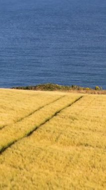 Sahil Çiftliği Panoraması. Üretken bir kıyı tarım arazisi. Altın tarla ve mavi okyanus kara ve deniz arasındaki bağlantıyı gösteren görsel bir hikaye yaratır..