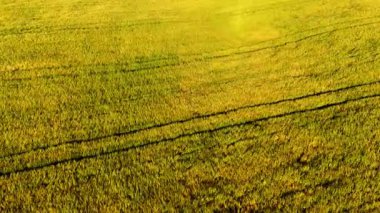 Yukarıdan bakıldığında altın buğday tarlası, tarım ve çevre temaları için mükemmel.