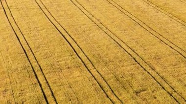 Buğday tarlasının bu yüksek çözünürlüklü videosuna altın renkler ve doğal çizgiler hakim..