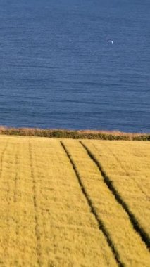 Altın Tarlalar, Mavi Ufuk. Uçsuz bucaksız, sakin bir mavi okyanus ufkuyla buluşan altın tahıl tarlasının yer aldığı klasik bir sahil sahnesi. Basit bileşim zamansız ve etkili bir resim oluşturur.