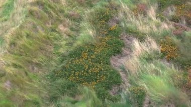 Güzel bir yamaçta yeşil bitki örtüsü arasında sarı çiçek kümeleri bulunur. Sahne, sakin bir öğleden sonrayı, manzarayı aydınlatan yumuşak bir güneş ışığıyla yakalıyor..