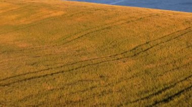 Okyanus altın tarla ile buluşur. Doğanın huzur dolu armonisinin resimsel bir sahnesi. Huzurlu manzaranın tadını çıkar.
