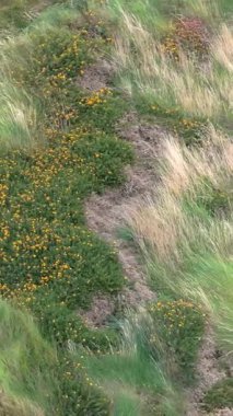 Yamacın renkleri, sakin bir öğleden sonra manzaralı bir yerde yemyeşil otların yanında canlı bitkiler gösteriyor..
