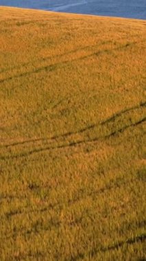 Altın buğday, sonsuz okyanus. Doğanın dingin paletinde rahatlatıcı bir görsel yolculuk..