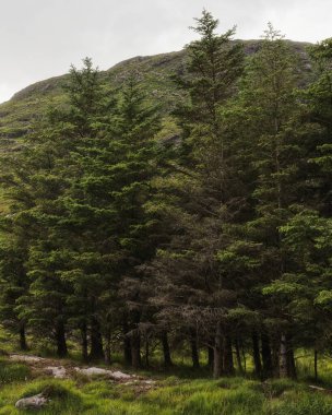 Uzun, canlı yeşil kozalaklı ağaçlar çimenli bir tepenin eteğinde yoğun olarak yetişir. Yer İrlanda, gündüz vakti bulutlu bir gökyüzünün altında..