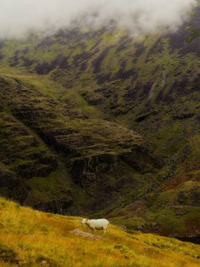Yalnız bir koyun yamaçta otlar, engebeli, sis örtülü dağlar dramatik bir zemin sağlar, huzur ve yalnızlık hissi yayar..