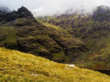 Çimenli bir yamaçta sessizce duran bir koyun, dramatik, sis kaplı bir dağ sırasına bakıyor, izolasyon ve uçsuz bucaksızlık hissi uyandırıyor..