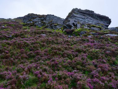 Coomloughra at nalı yürüyüş yolu manzarası. İrlanda 'nın Kerry ilçesinde çiçek açan fundalık ve kaya oluşumları..