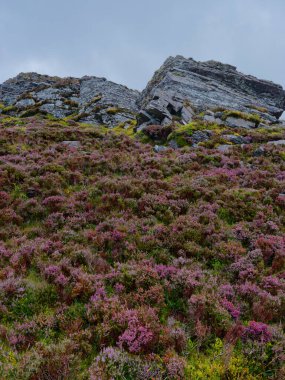 Çiçekli mor funda, İrlanda 'nın Kerry ilçesinde, Coomloughra at nalı yürüyüş yolunun yakınındaki gri bir gökyüzünün altındaki gri kaya oluşumlarının önündeki zemini kaplar..