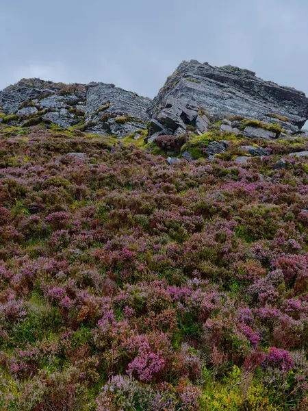 Çiçekli mor funda, İrlanda 'nın Kerry ilçesinde, Coomloughra at nalı yürüyüş yolunun yakınındaki gri bir gökyüzünün altındaki gri kaya oluşumlarının önündeki zemini kaplar..