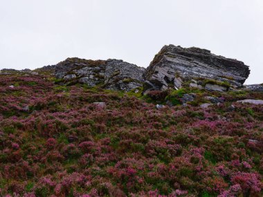 Çiçekli mor fundalık, İrlanda 'nın Kerry ilçesinde, Coomloughra at nalı yürüyüş yolunun yakınındaki bulutlu bir gökyüzünün altındaki bir yamaçta gri kaya oluşumlarıyla ön planda kaplıdır..