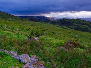 Parlak yeşil çimlerle kaplı tepeler gri gökyüzünün altında sonsuza dek uzanıyor. Kerry ilçesinde çekilen bu resmin ön planında kayaları, kır çiçeklerini ve diğer bitkileri görebilirsiniz..