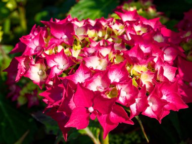 Hydrangea makrophylla çiçekleri kümesinde zengin kırmızı ve beyaz renkler sergilenir. Yumuşak sarı merkezler yaprakların arasına yerleşmiş olarak görülebilir. Hepsi de açık hava bahçesindeki güneş ışığıyla aydınlatılır..