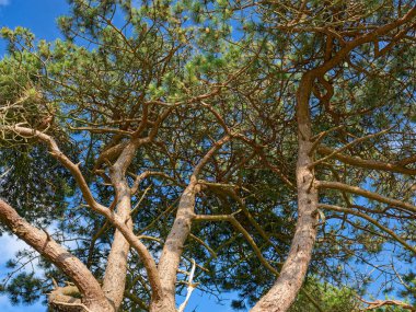 Düşük açılı bir manzara birkaç uzun çam ağacının gövde ve dallarını gösterir. Dalları süsleyen yeşil iğneler, kabuk ve parlak mavi gökyüzü ile çelişiyor..