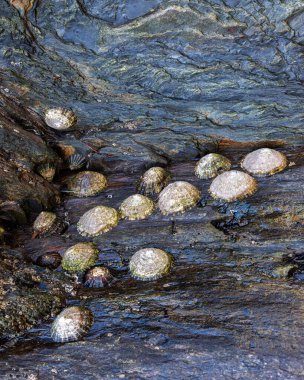 Dalgalar alçaldığında ıslak kıyısal kaya yüzeyine bağlanır..