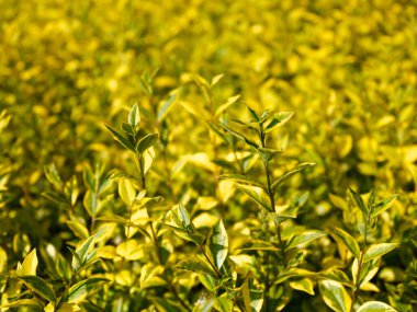 Altın yapraklar bol güneş ışığı altında güneşlenerek doğanın sanatını gözler önüne seriyor. Görüntü, gelişen bir bitkinin canlı enerjisini yakalıyor..