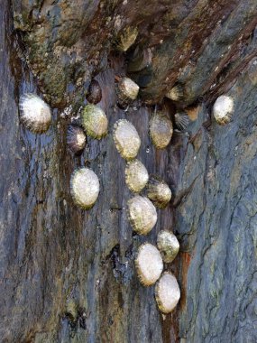 Bir grup limpet koyu, ıslak bir kaya yüzeyinde bir araya toplanır. Midyeler alçak gelgitte kayaya sıkıca tutunurlar..