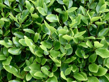 Çerçeveyi, Eugenia myrtifolia yapraklarından oluşan yoğun bir küme doldurur. Açık yeşil yapraklar parlak ve sağlıklıdır, gür ve canlı bir doku oluştururlar. Doğal güneş ışığı yeşillikleri aydınlatır..