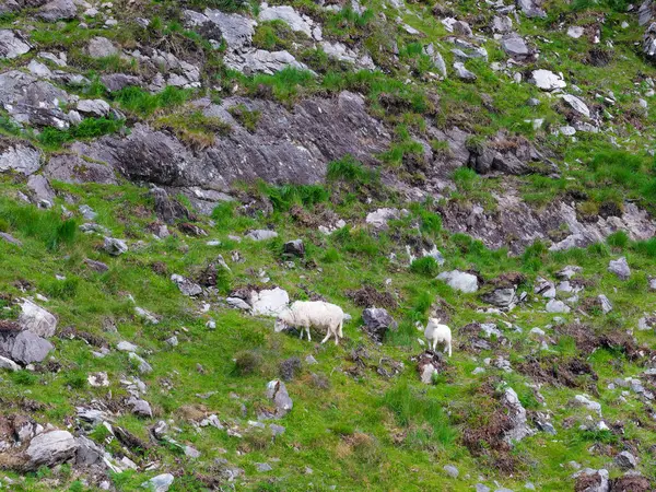 Dunloe, İrlanda 'da iki koyun otluyor. Hayvanlar yemyeşil otlarla dolu kayalık bir yamaçtalar. Gri kayalar ve güneşli hava da görülebilir..
