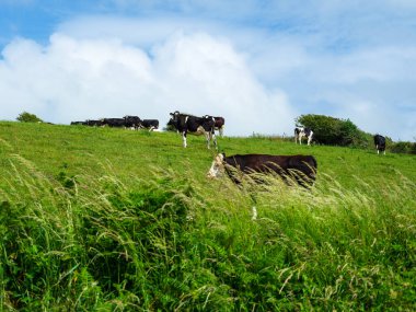 Yeşil tarlalar, ineklerin otladığı, kırsal bir ahenk oluşturan mavi gökyüzü ile buluşur..