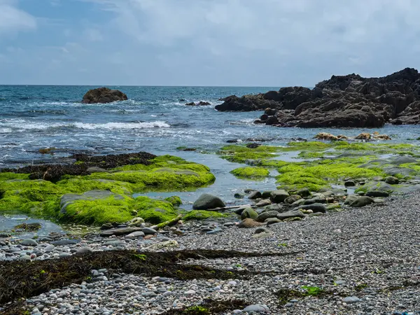 Yosunlu kayalık bir sahil şeridinin doğal güzelliği..