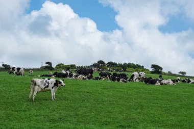 Bir grup siyah ve beyaz inek yeşil bir tarlaya yayıldı. Bazı inekler ayakta, bazıları uzanmış ve diğerleri Batı Cork 'ta parçalı bulutlu bir gökyüzünün altında huzur içinde otluyor..