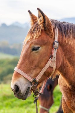 Yaz otlağındaki güzel genç at.