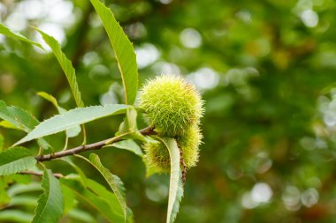 Tatlı kestane ağacı, vahşi doğada yakın bir dalda olgunlaşmış yenilebilir yeşil meyveler. Castanea sativa