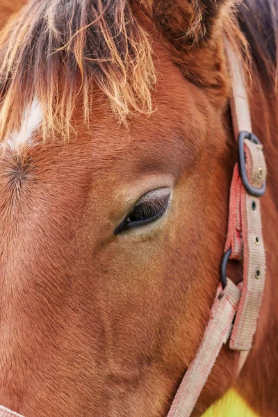 Porträtt Fullblod Brun Häst Med Ett Vackert Sorgset Öga Närbild — Stockfoto