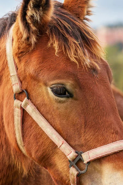 Porträtt Fullblod Brun Häst Med Ett Vackert Öga Och Man — Stockfoto