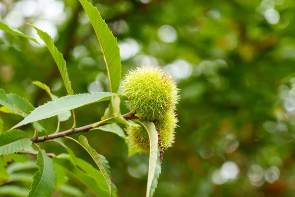 甘い栗の木は 野生の枝のクローズアップで食用緑の果物を熟すスパイク カスタネア サティバ — ストック写真