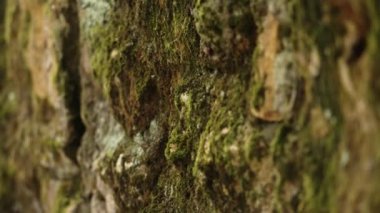 Yosun ve yosun, vahşi bir kayanın taş yüzeyinde yakın mesafede.