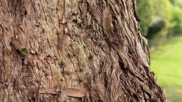 Schuppen Rissen Alten Baumstamm Wald Verwitterte Gealterte Braune Natürliche Textur — Stockvideo