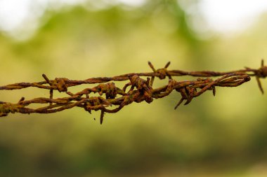 Yeşil yapraklı, paslı dikenli tel örgü. Özgürlük kavramı
