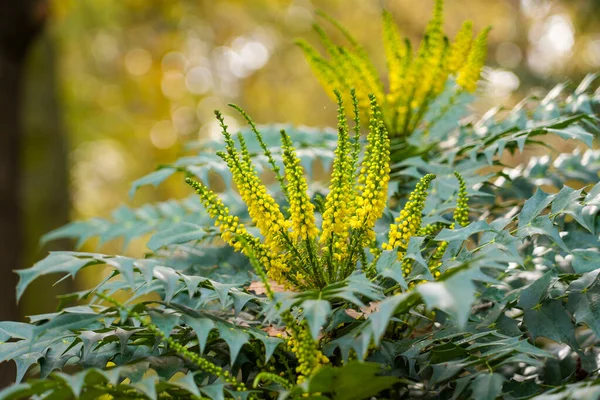 Желтые Осенние Цветы Кустарника Махония Японская Крупным Планом — стоковое фото