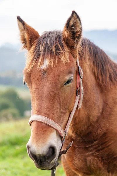 Porträtt Fullblod Brun Häst Med Ett Vackert Sorgset Öga Närbild — Stockfoto