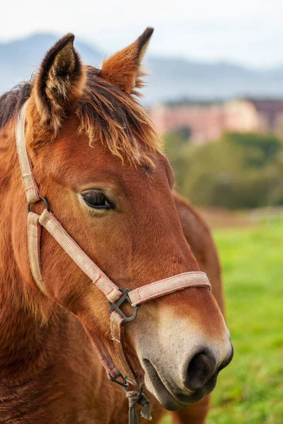 Vacker Ung Häst Sommarbetesmark Närbild — Stockfoto