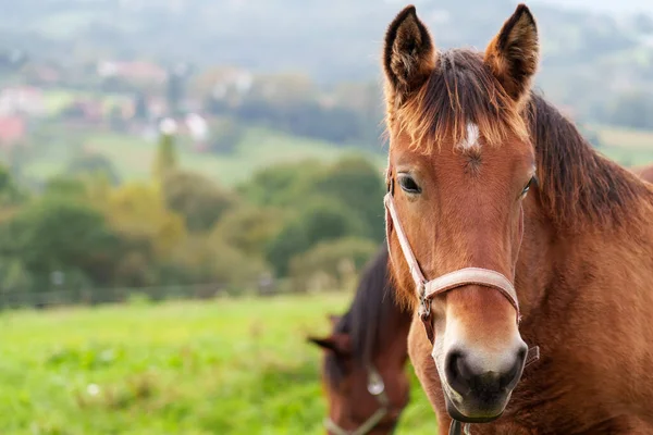 stock image Portrait of young brown horse close up on pasture field. Copy space