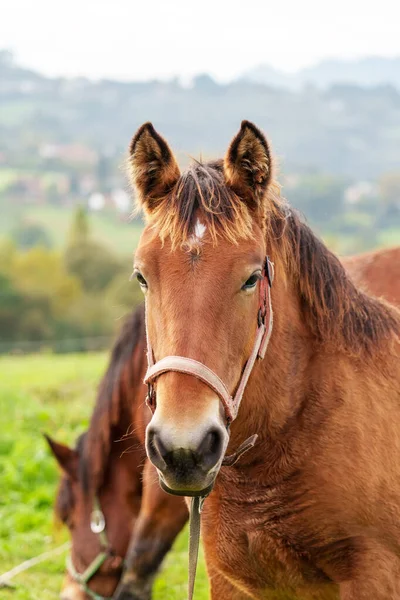 Vacker Ung Häst Sommarbetesmark Närbild — Stockfoto
