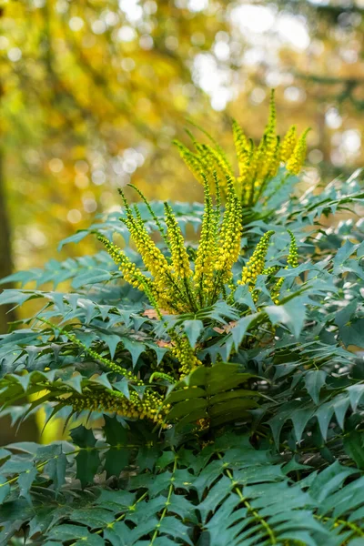 Цветущее Растение Ярко Желтыми Цветами Крупным Планом Махония Японская — стоковое фото
