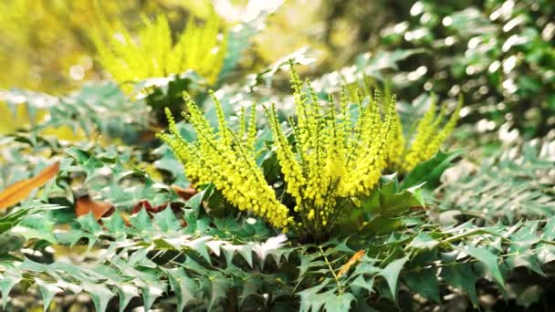 Floração Planta Com Flores Amarelas Brilhantes Close Mahonia Japonica — Vídeo de Stock